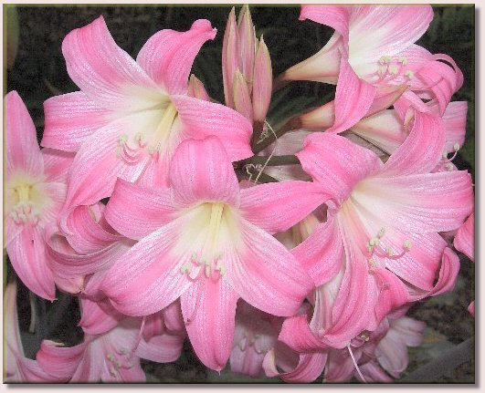 Amaryllis Belladonna / Belladonnalilie - Blüten in voller Pracht