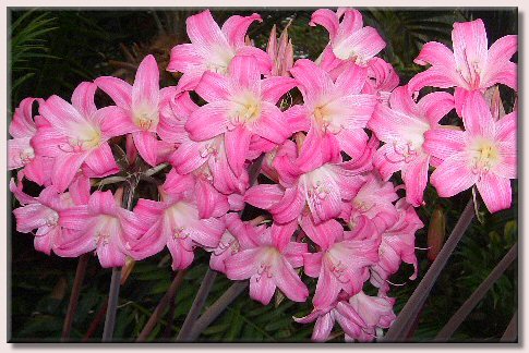 Amaryllis Belladonna / Belladonnalilie - in voller Blüte