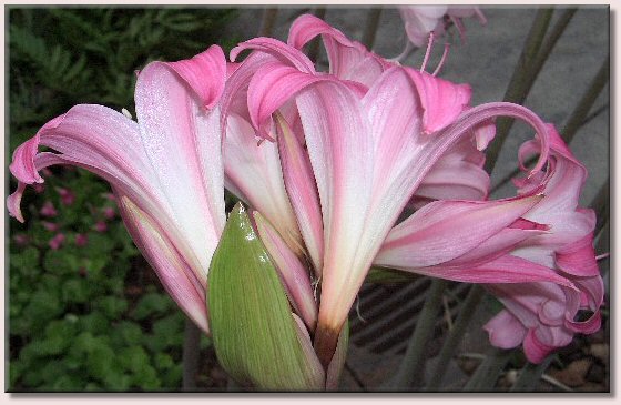 Amaryllis Belladonna / Belladonnalilie - eine wunderschöne Blütendolde